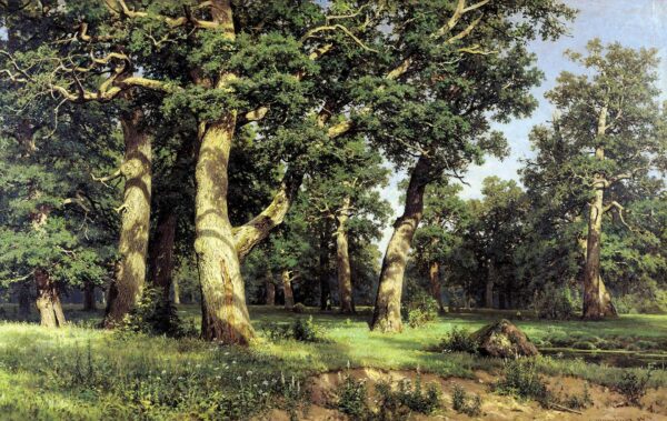 Oak Grove - by Ivan Shishkin