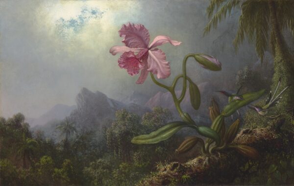 Two Hummingbirds with an Orchid - by Martin Johnson Heade