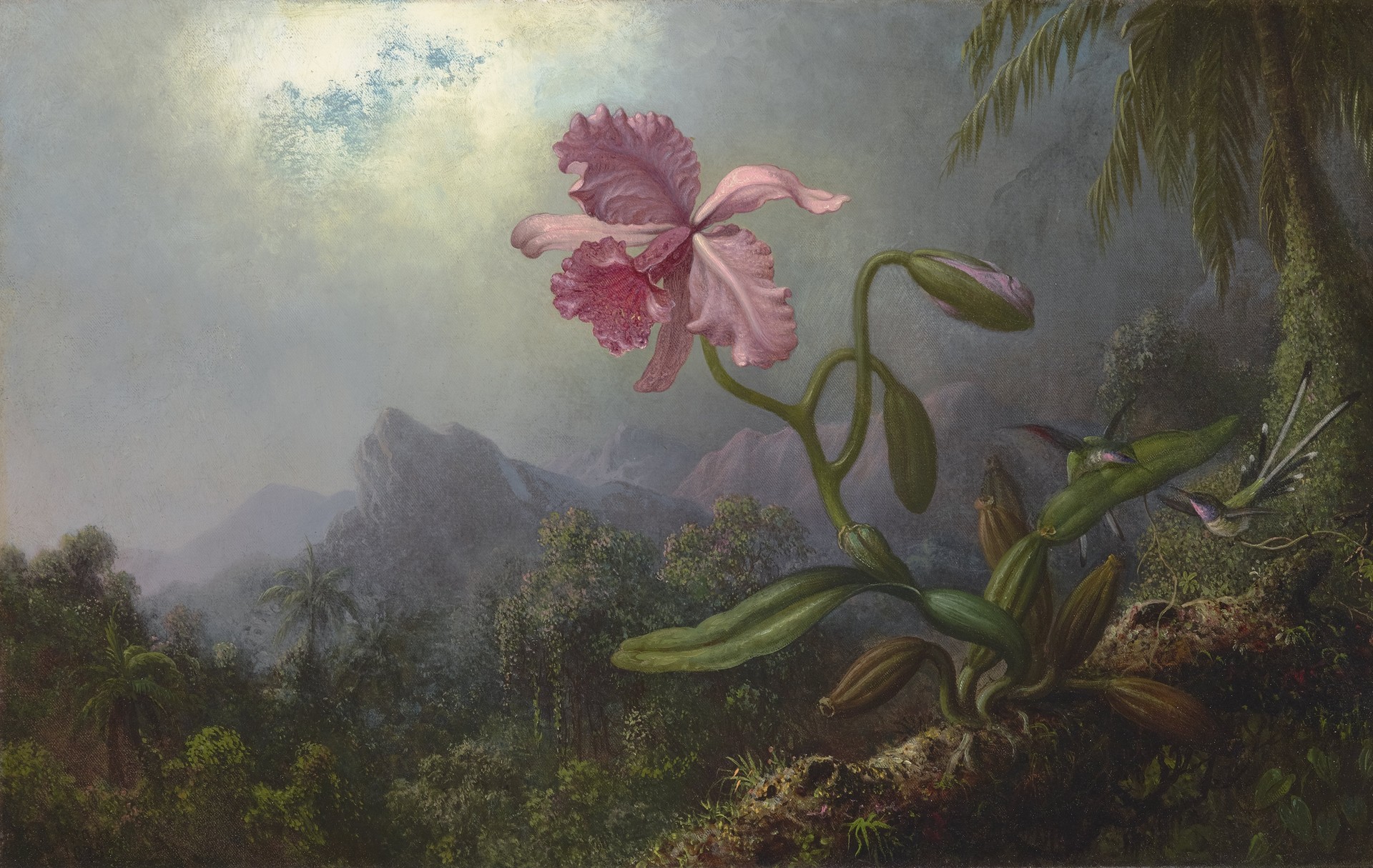 Two Hummingbirds with an Orchid - by Martin Johnson Heade