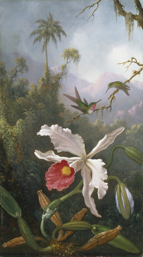 Two Hummingbirds Above a White Orchid - by Martin Johnson Heade