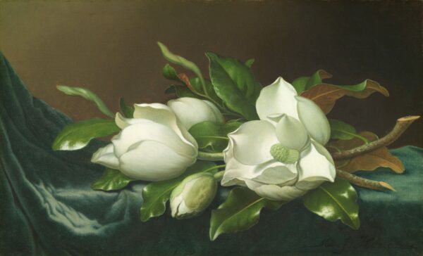 Magnolias on Light Blue Velvet Cloth - by Martin Johnson Heade