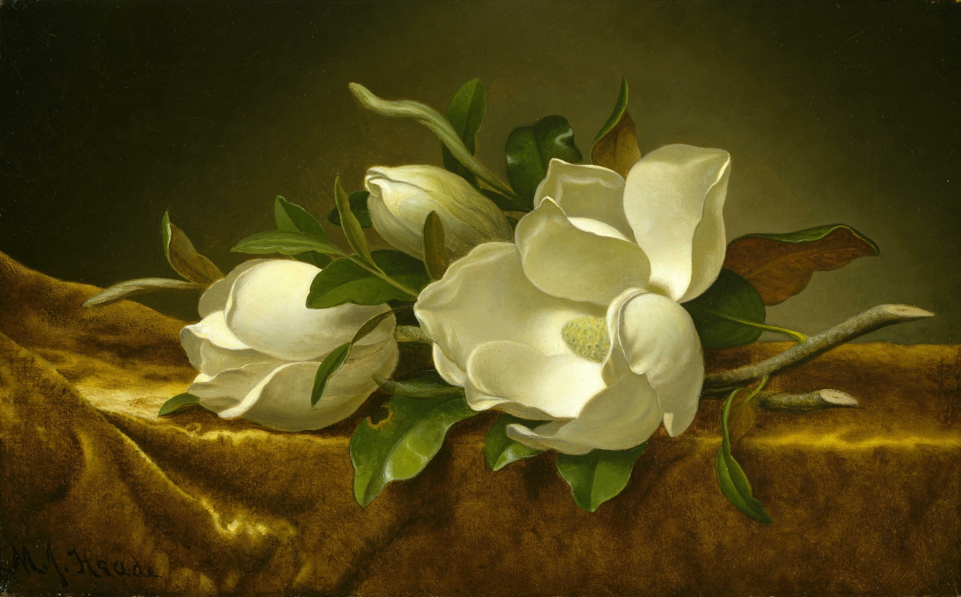 Magnolias on Gold Velvet Cloth - by Martin Johnson Heade