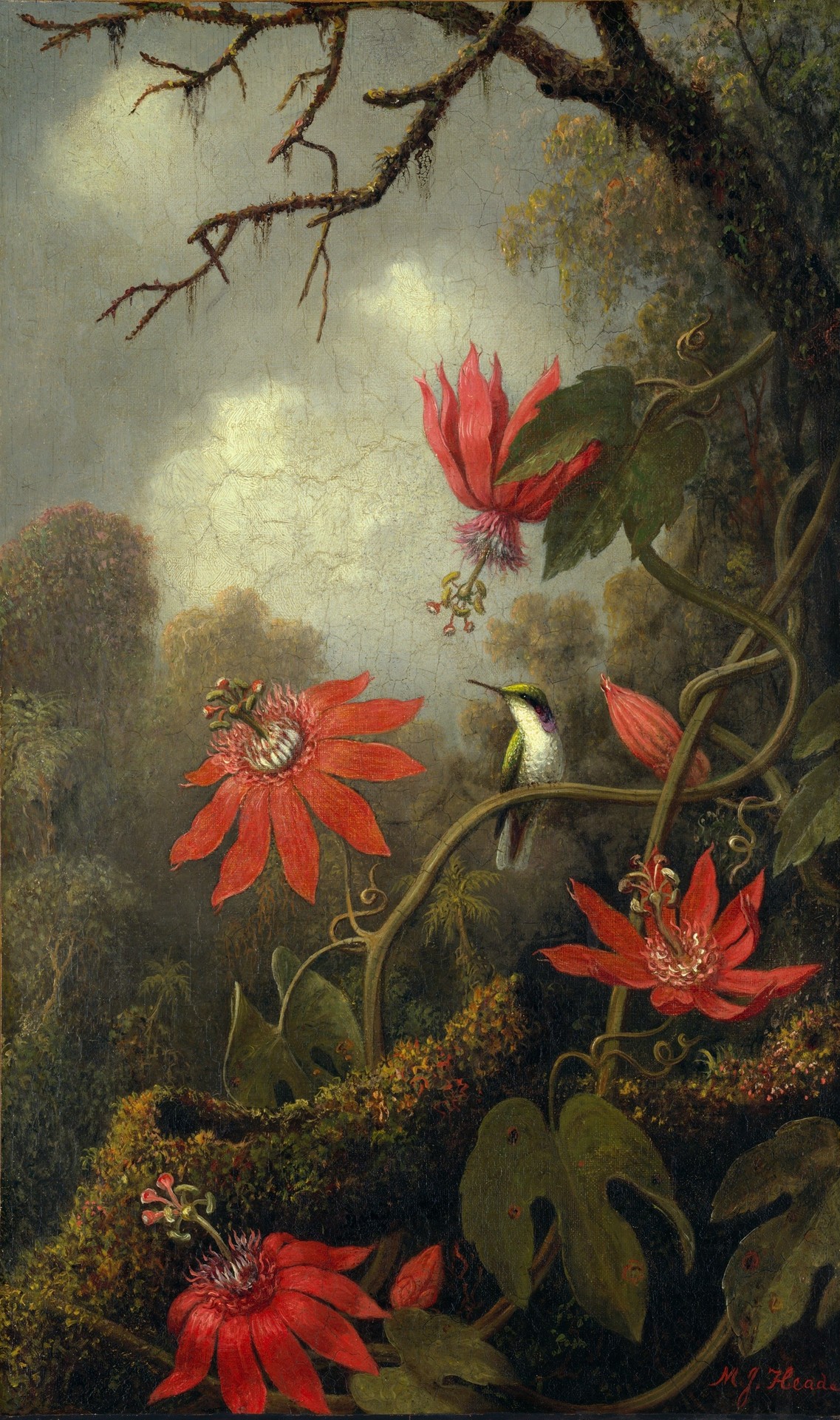 Hummingbird and Passionflowers - by Martin Johnson Heade