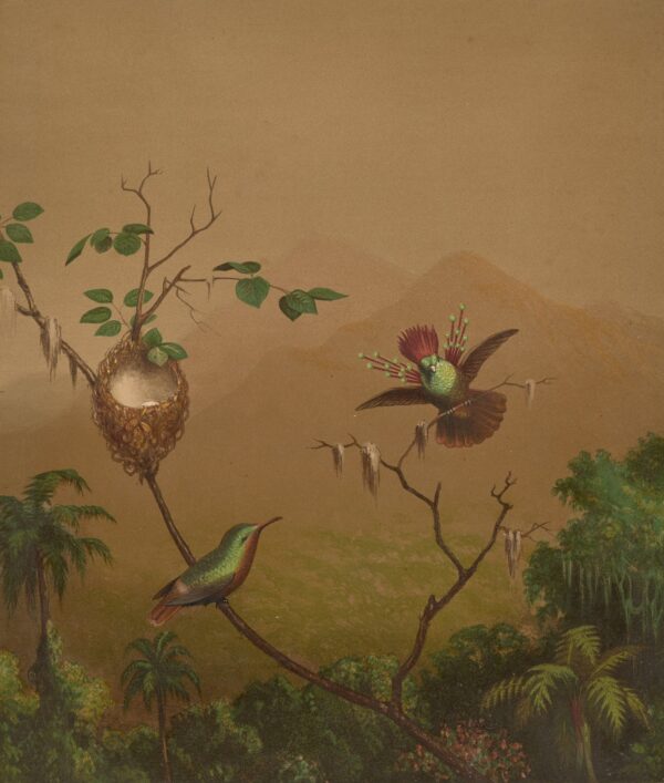 Brazilian Hummingbirds IV - by Martin Johnson Heade