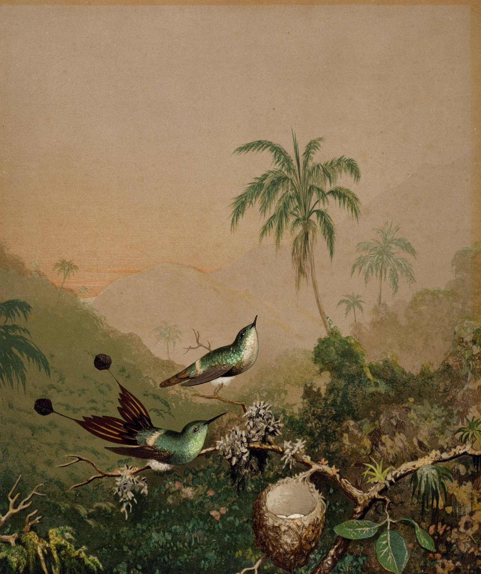 Brazilian Hummingbirds II - by Martin Johnson Heade