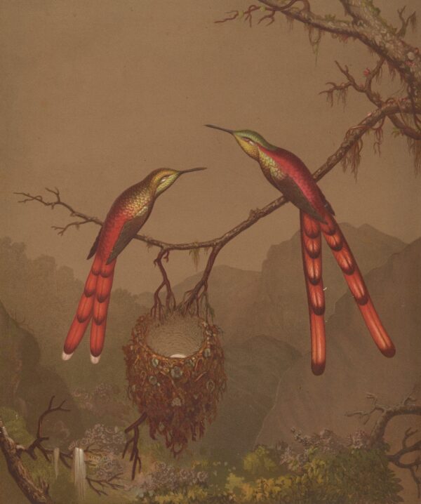 Brazilian Hummingbirds I - by Martin Johnson Heade