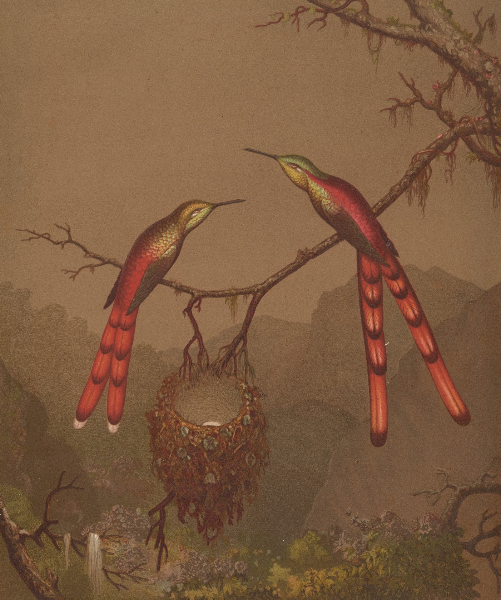 Brazilian Hummingbirds I - by Martin Johnson Heade