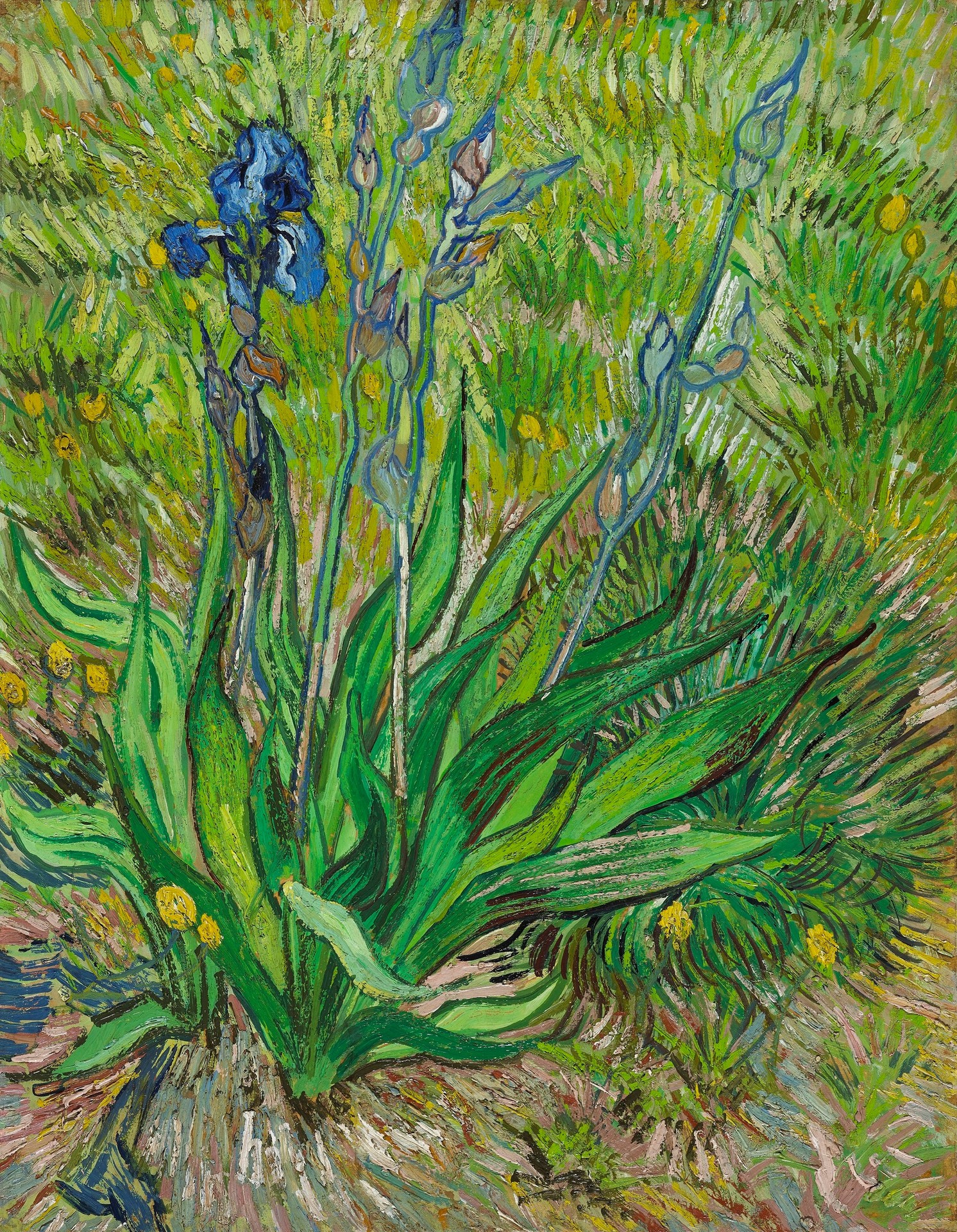 Iris - by Vincent van Gogh
