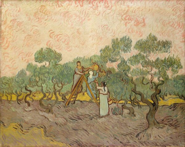 Women Picking Olives - by Vincent van Gogh