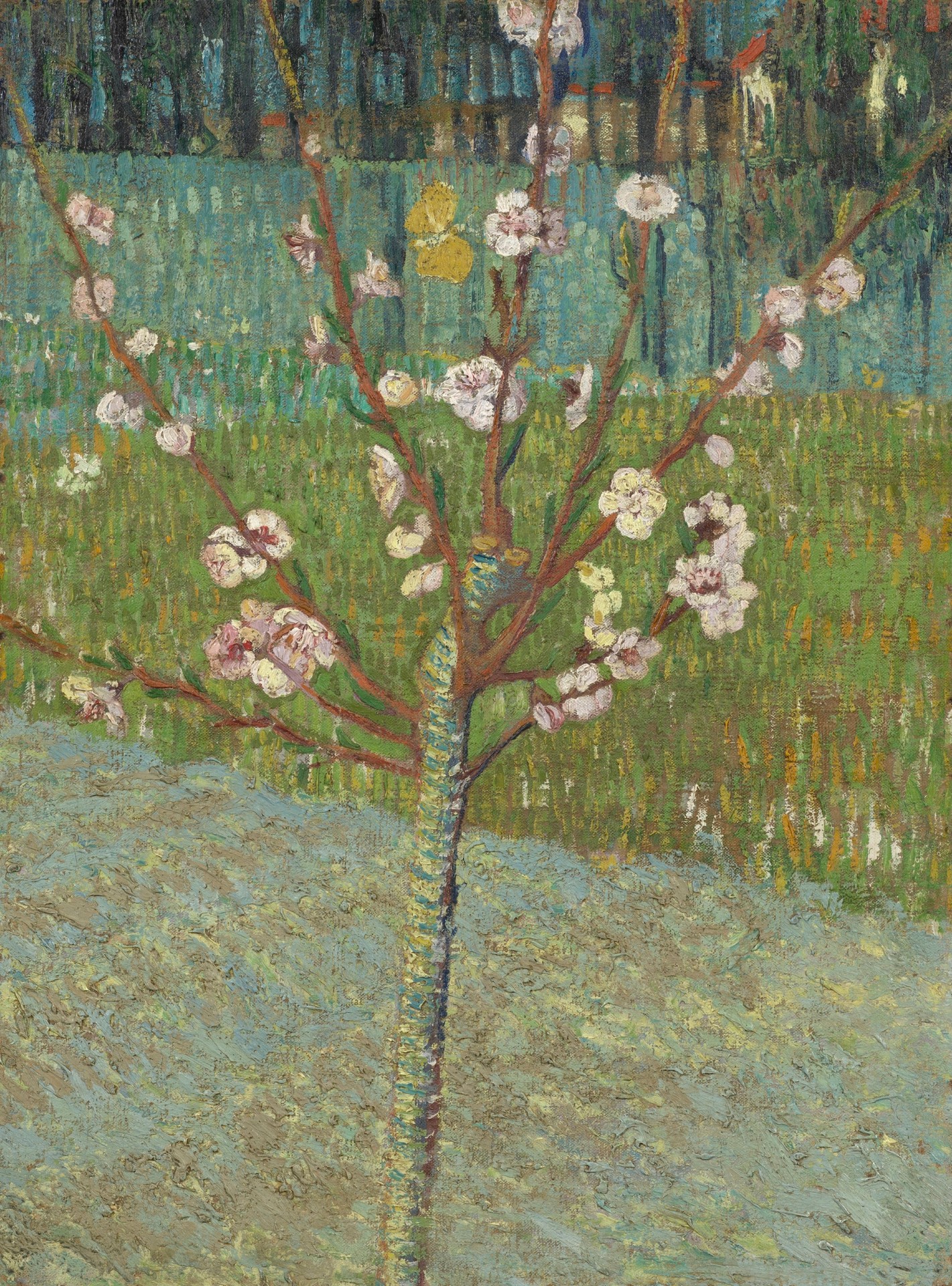 Peach Tree in Blossom - by Vincent van Gogh