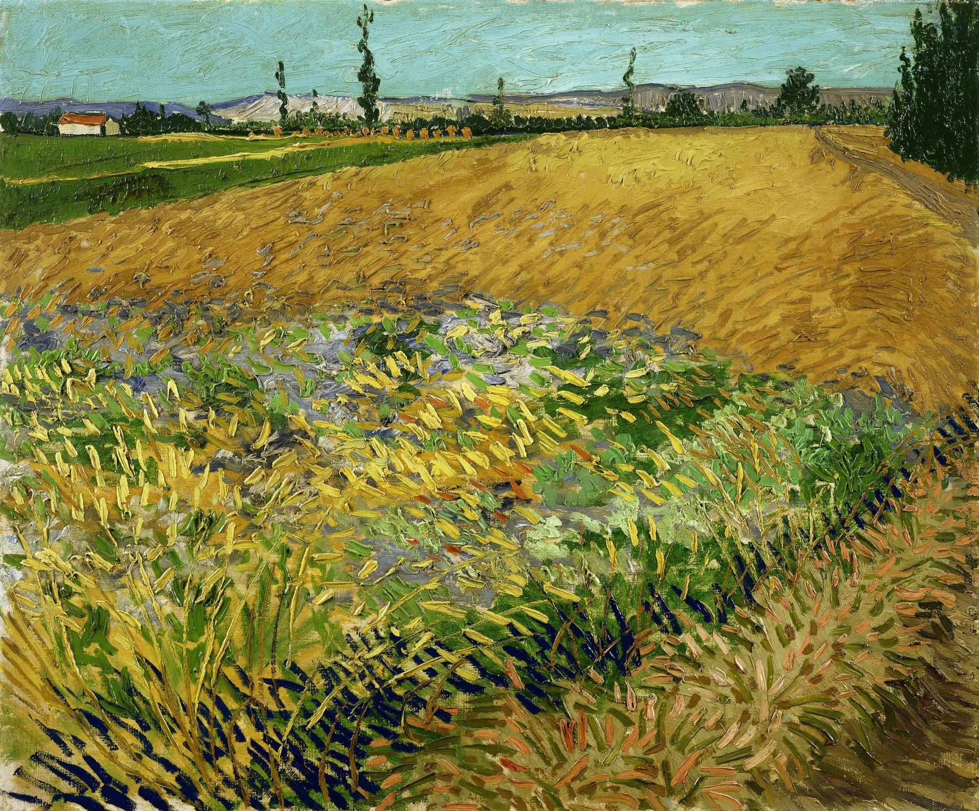 Wheatfield - by Vincent van Gogh