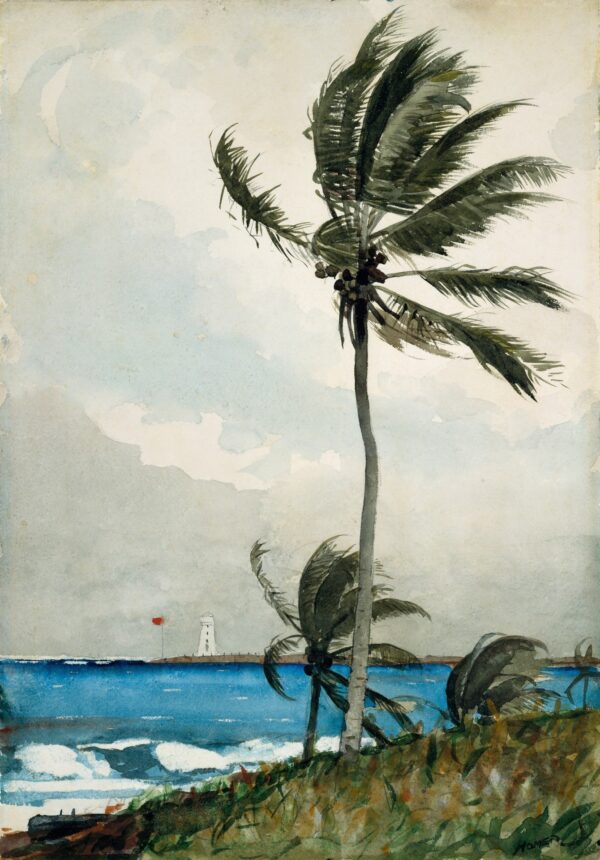 Palm Tree, Nassau - by Winslow Homer