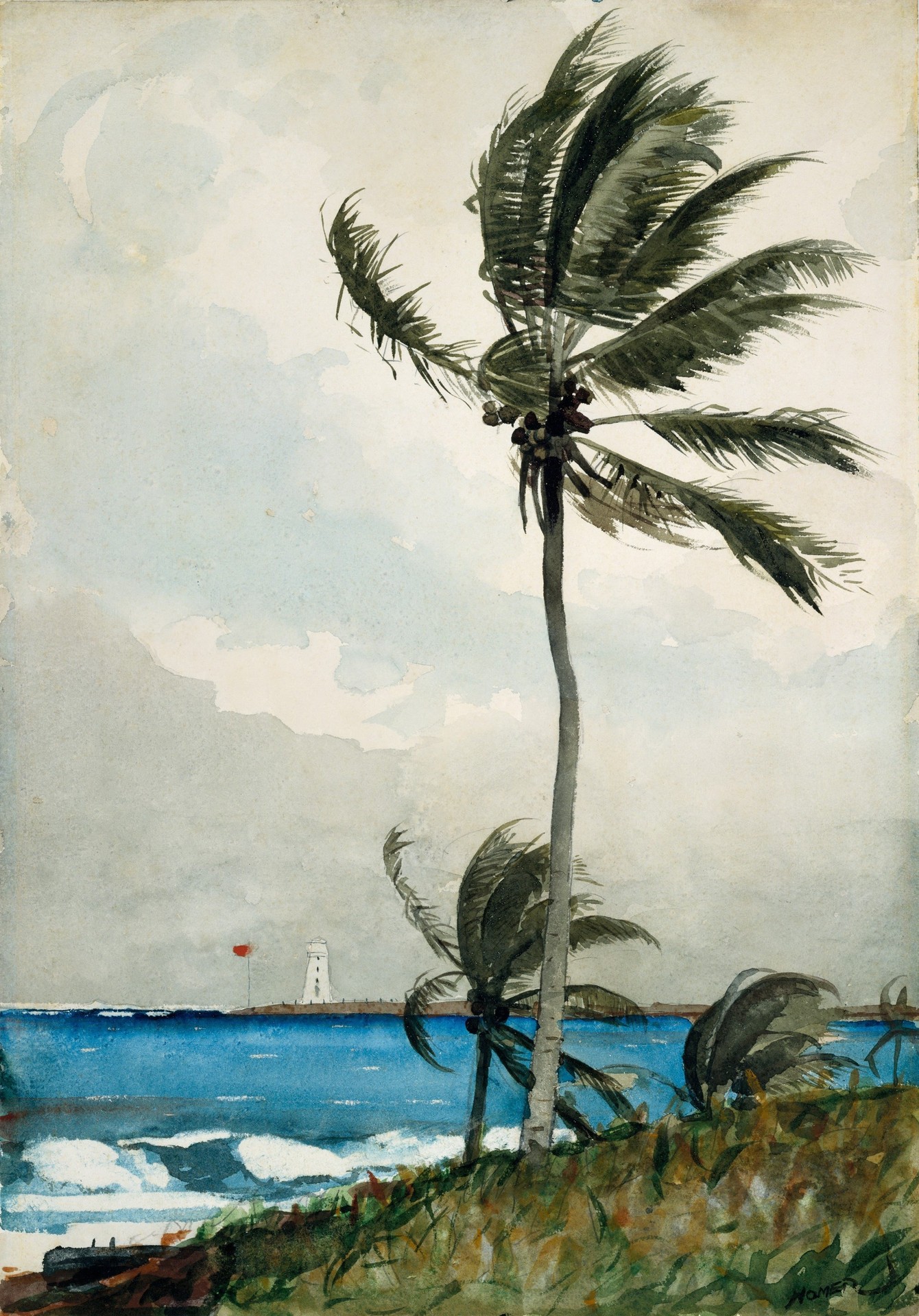 Palm Tree, Nassau - by Winslow Homer