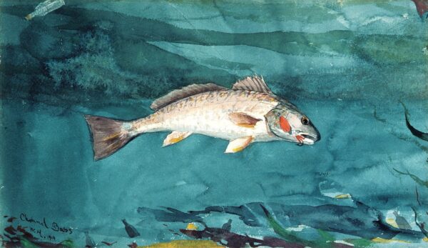 Channel Bass - by Winslow Homer