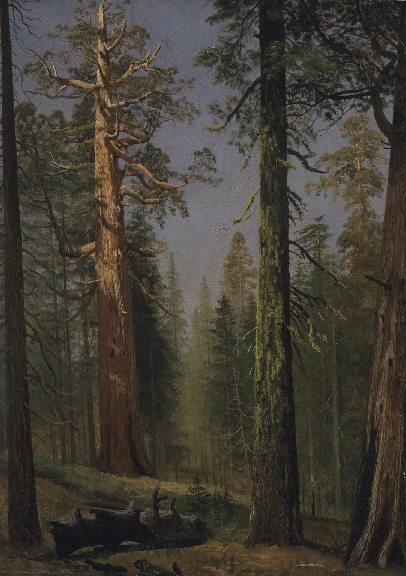 The Grizzly Giant Sequoia, Mariposa Grove, California - by Albert Bierstadt