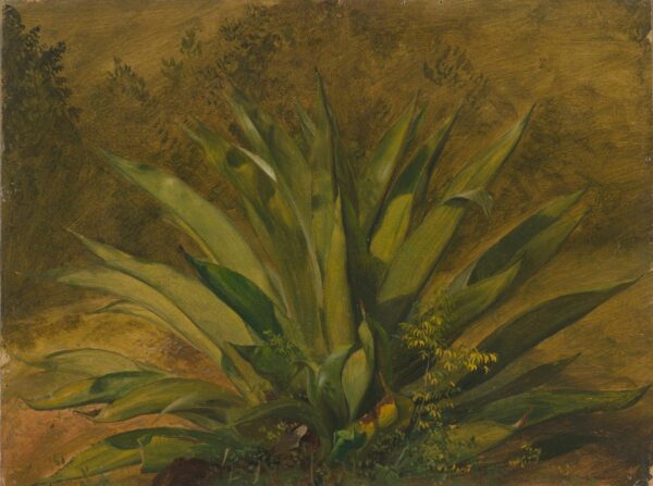 Botanical Study - by Frederic Edwin Church