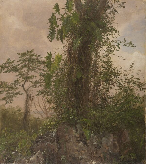 Fig Tree and Wild Philodendron - Frederic Edwin Church