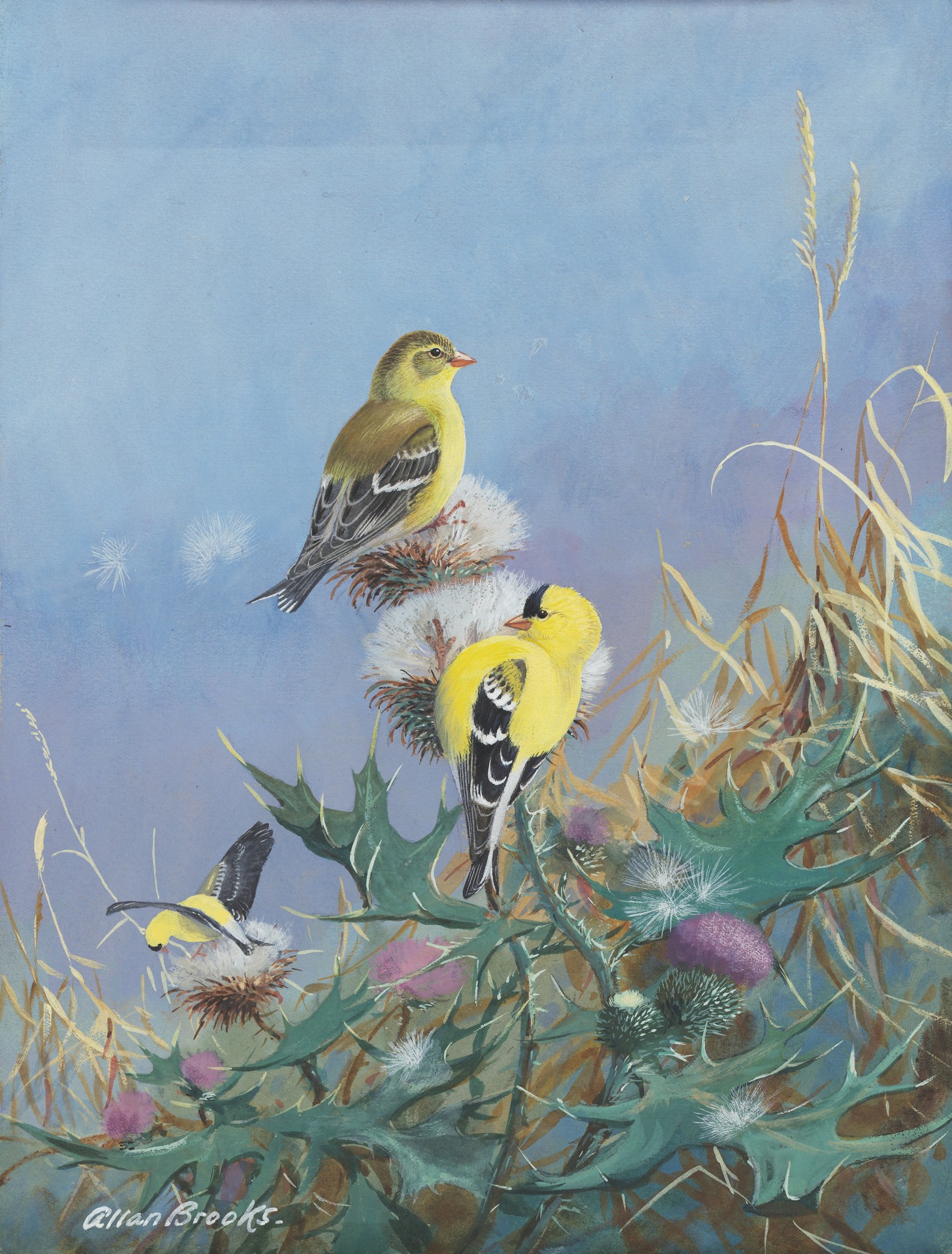 American Goldfinch - by Allan Brooks