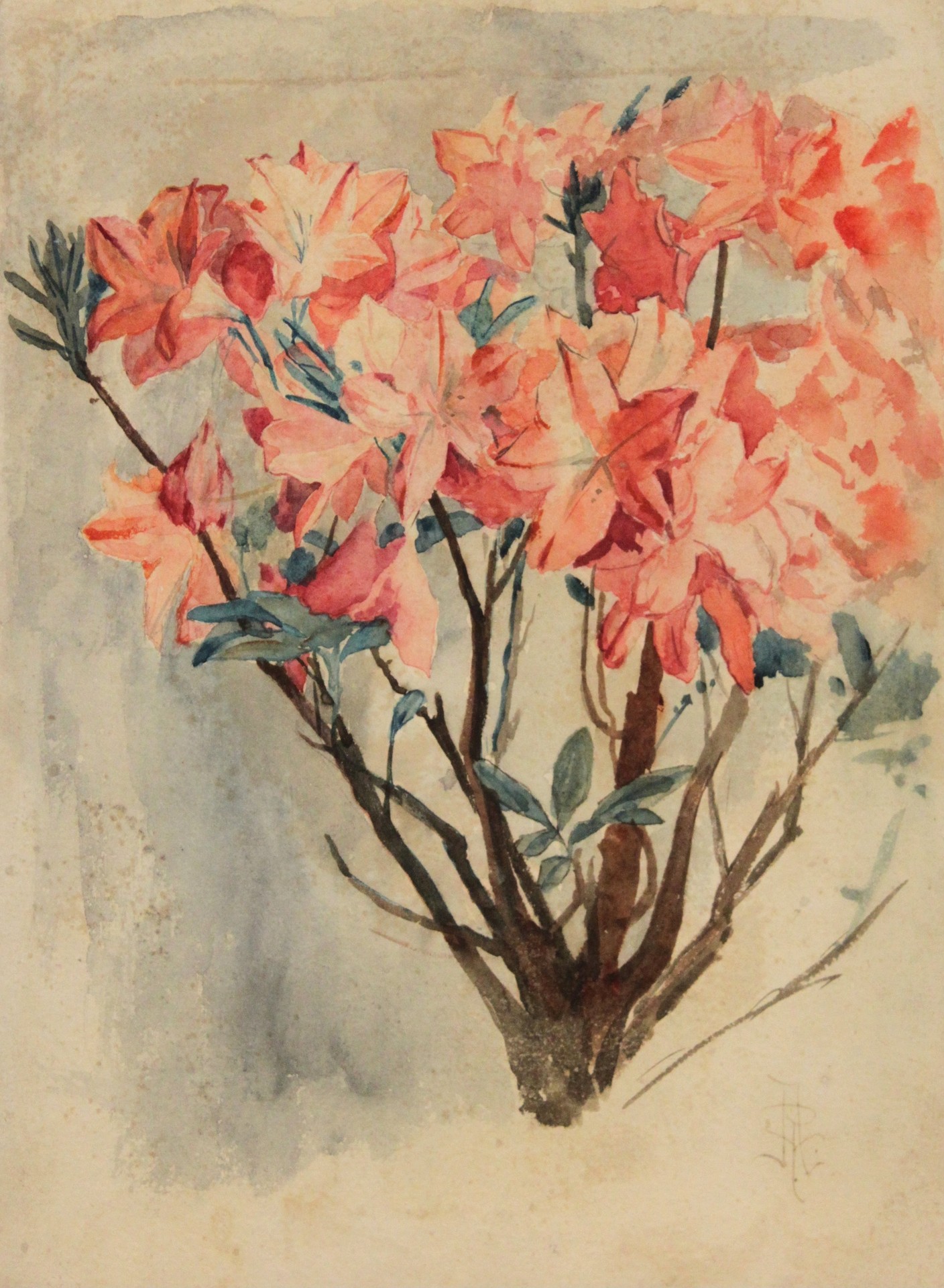 Estudo de Galho com Flores - by Rodolfo Amoedo