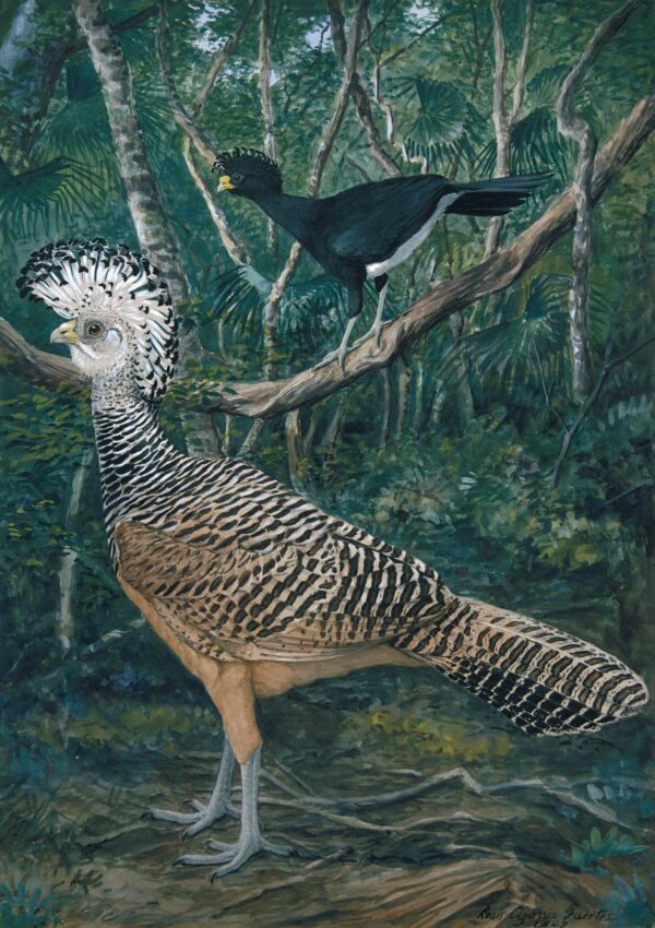 Central American Currasows - by Louis Agassiz Fuertes