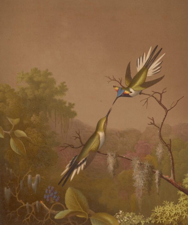 Brazilian Hummingbirds II - by Martin Johnson Heade