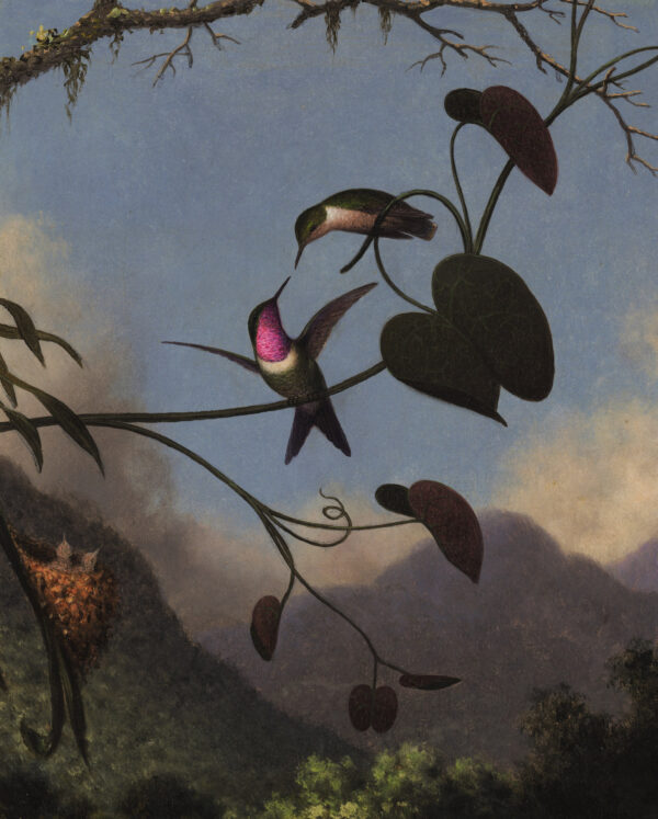 Amethyst Woodstar - by Martin Johnson Heade