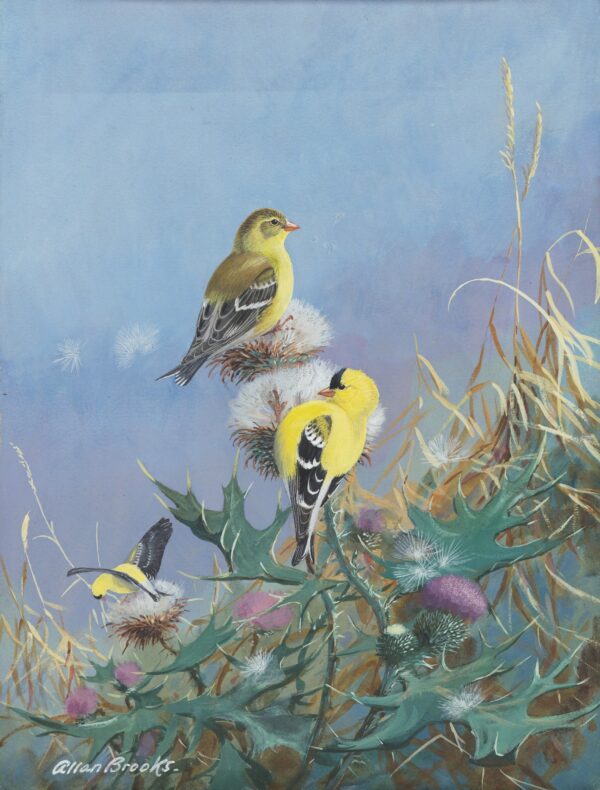 American Goldfinch - by Allan Brooks